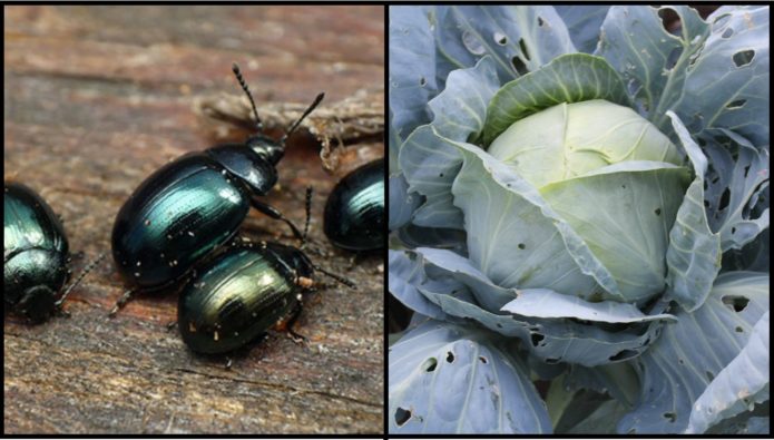 Cabbage leaf beetle