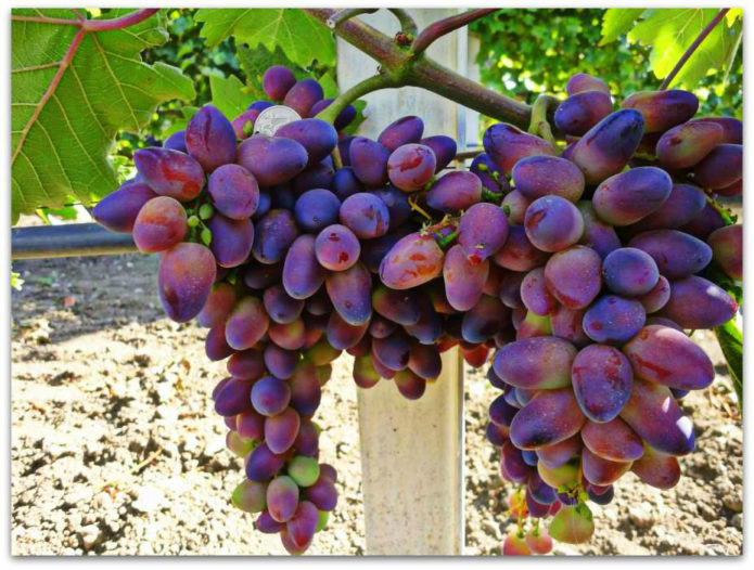 Grape variety Krasotka