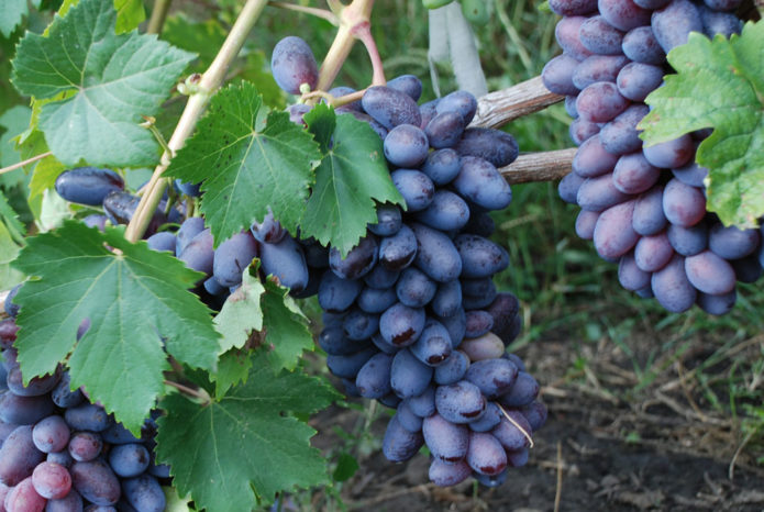 Bunch of grapes Baikonur