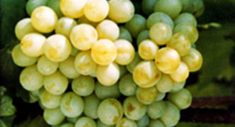 Grape variety Caramol