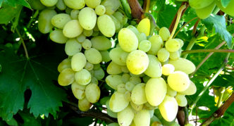 Liang grape variety