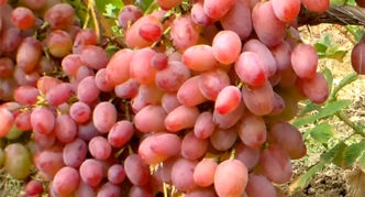 Helios grape variety