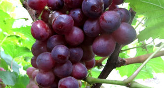 Impulse grape variety