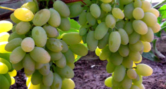 Grapes Timur