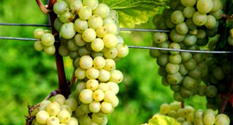 Druzhba grapes