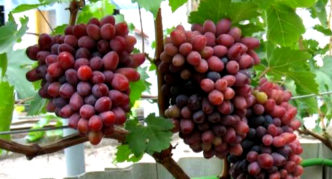 Grape varieties Novocherkassk pink