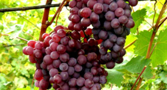 Russian early grapes