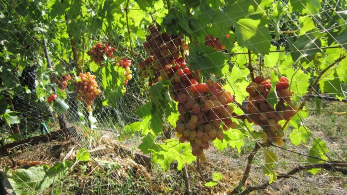 Protection of grapes from birds