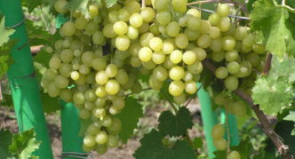 Grape variety Delight muscat