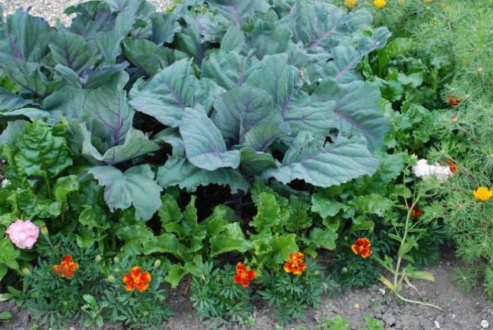 Mixed cabbage