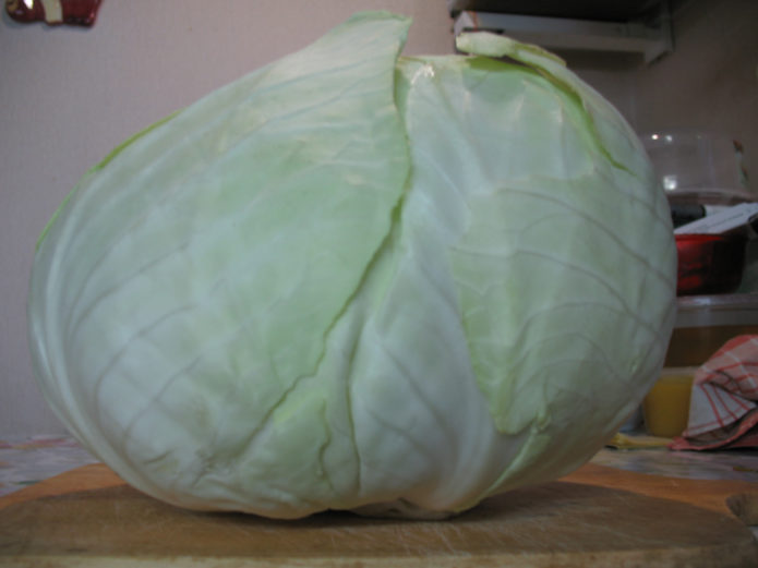 Head of cabbage Slava