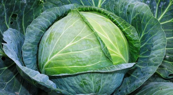 Juicy cabbage leaves Slava