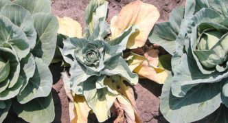 Fusarium wilt of cabbage