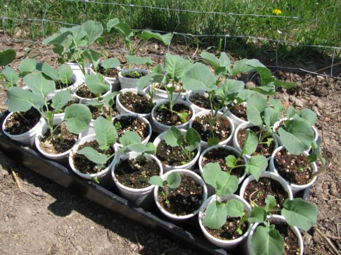 Seedling cabbage