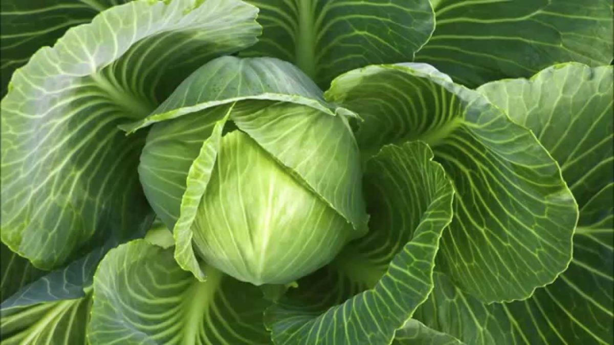 Cabbage glory