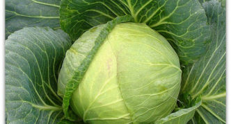 Tobia cabbage