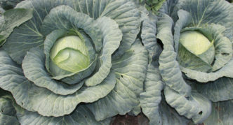 Cabbage Megaton