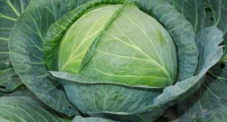 Atria cabbage