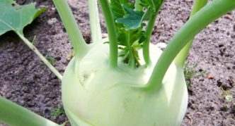 Kohlrabi Vienna white