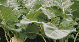 Kohlrabi Korist