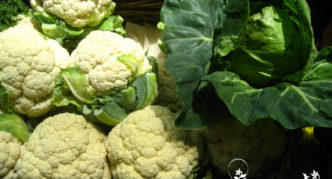 Cauliflower Summer resident