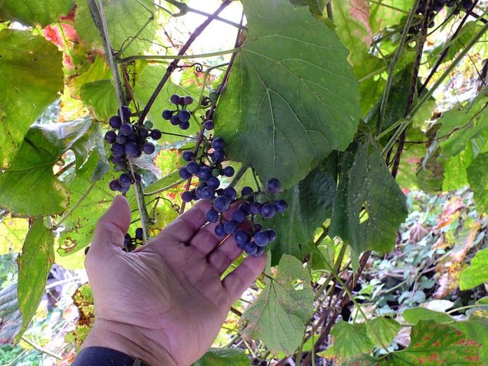 Amur grapes