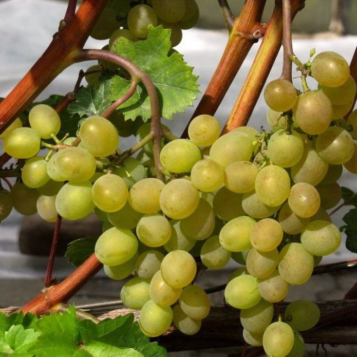 Ripe bunches of Kristall grapes