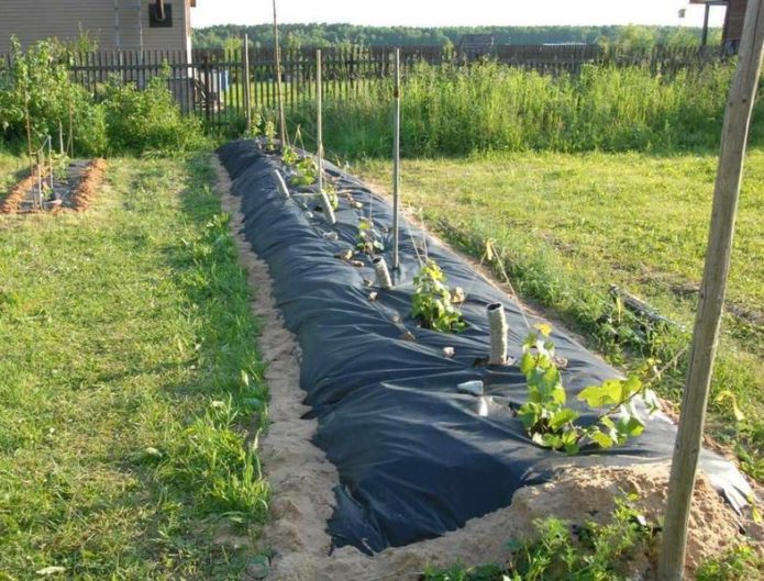 Ridge for grapes