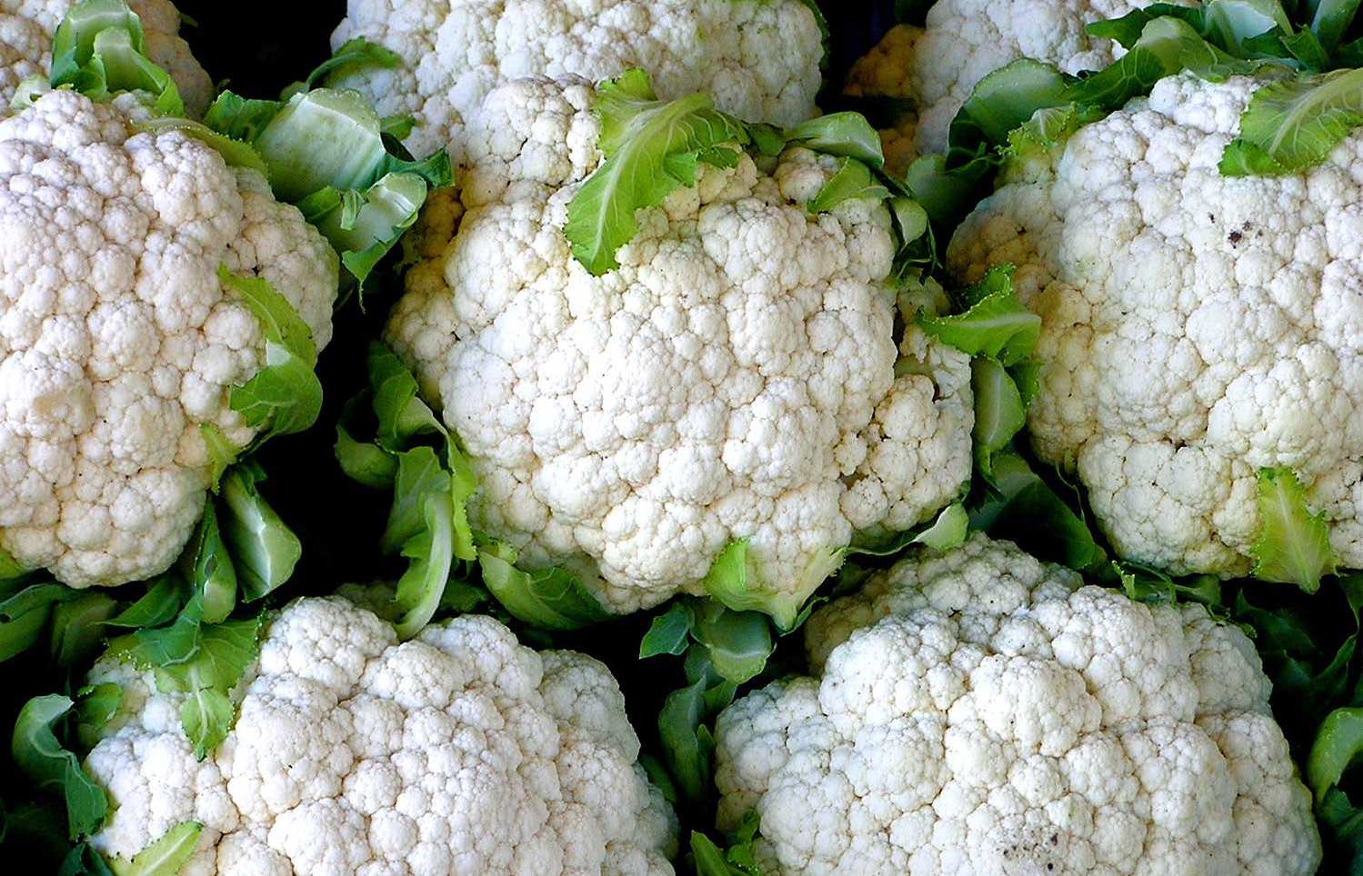 How to properly plant cauliflower