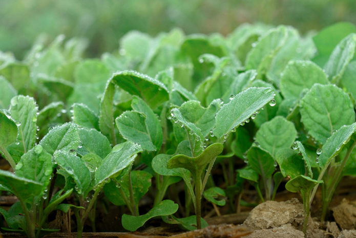 Seedlings of cauliflower