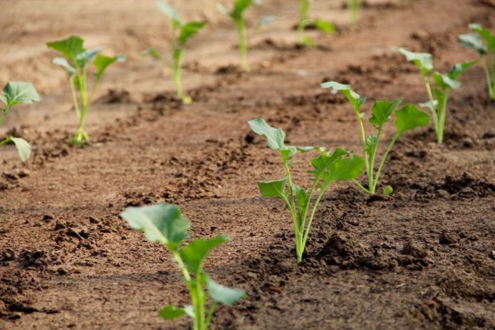 Planting seedlings in the ground