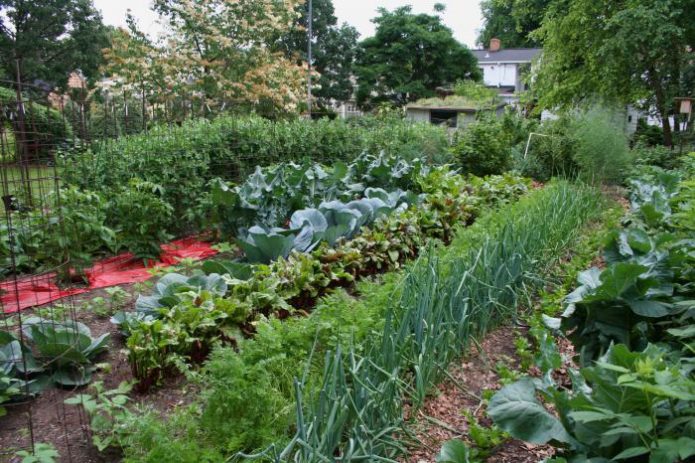 Joint planting of vegetables