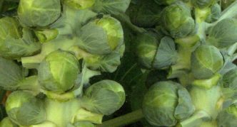 Groninger variety of Brussels sprouts