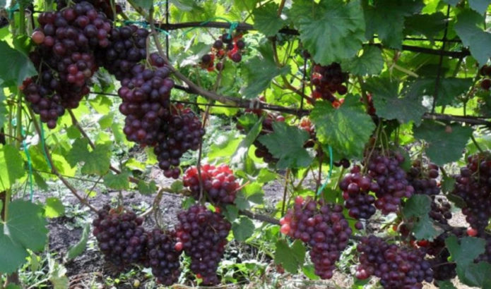 Cardinal grape vines