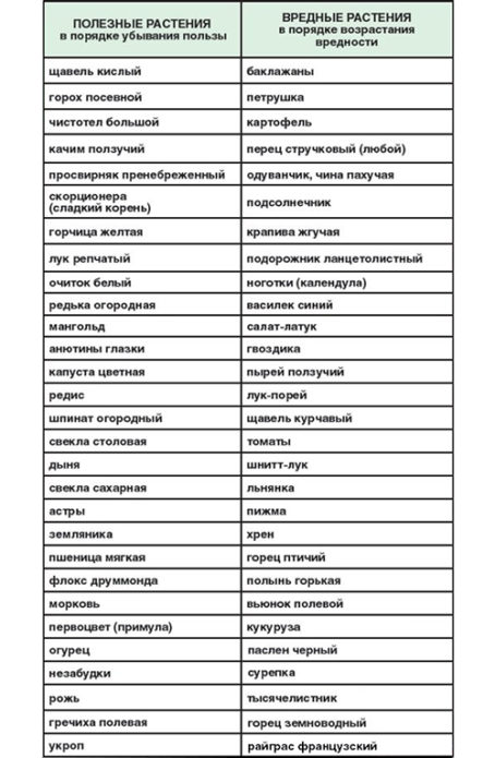 Plants affecting the development of grape bushes