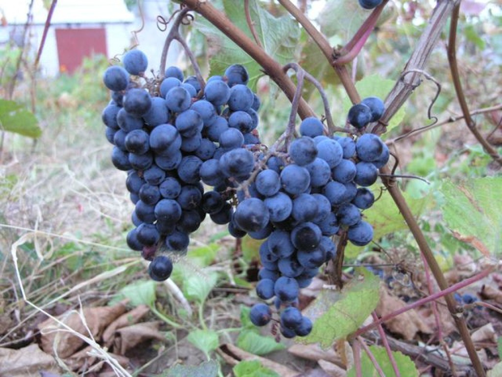 Grapes Amur Breakthrough: the Far Eastern vine comes and wins