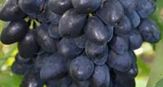 Grapes Nadezhda AZOS