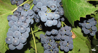 Moldavian grapes