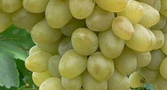 Grapes Nadezhda aksayskaya