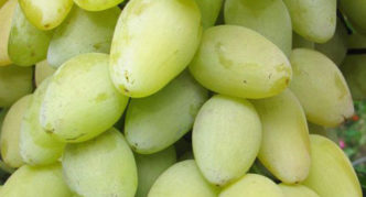 Summer Muscat grapes