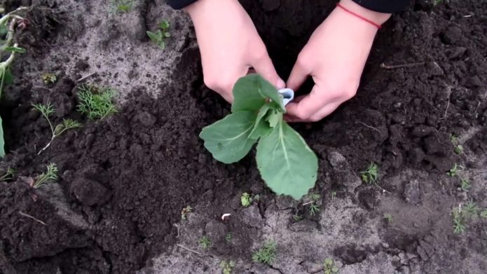 Planting cabbage seedlings