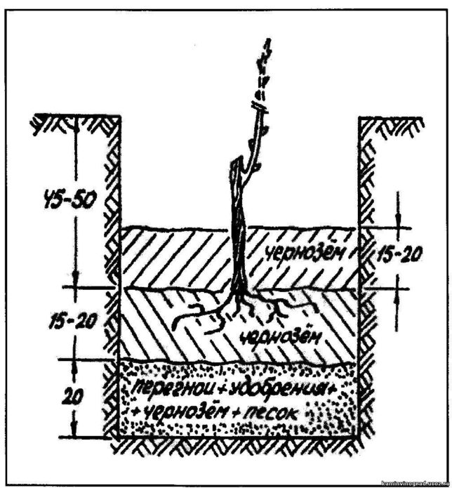 Planting grapes in light soils