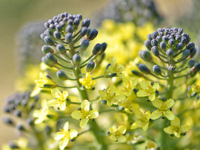 Flowering brussels sprouts