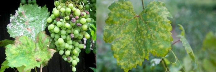 Diseases of the vine