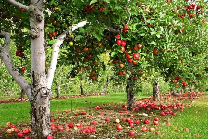 Apple orchard