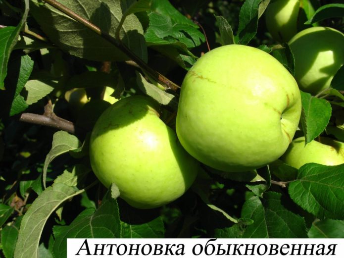 Apples varieties Antonovka