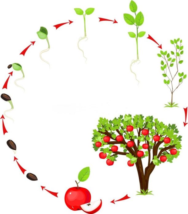 Apple tree life cycle