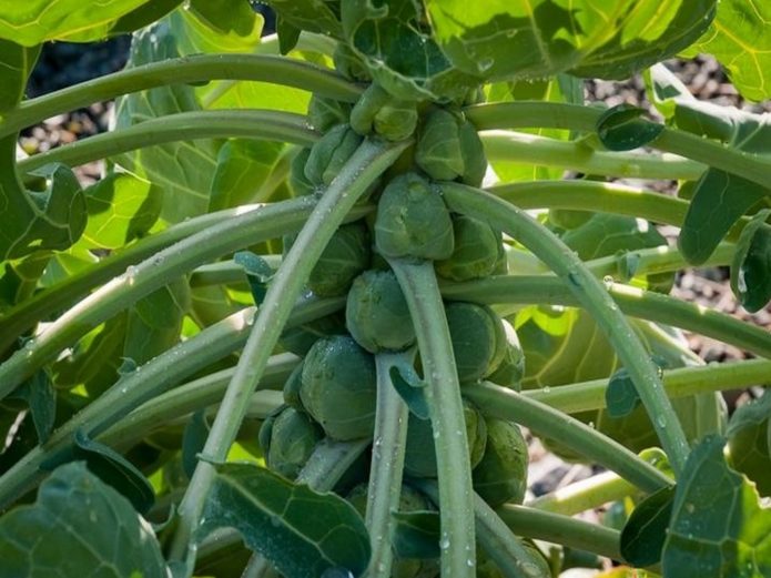 Hercules Brussels sprouts variety