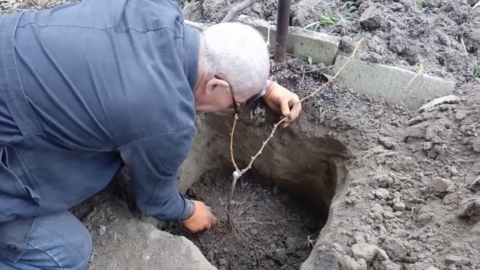 Planting grapes