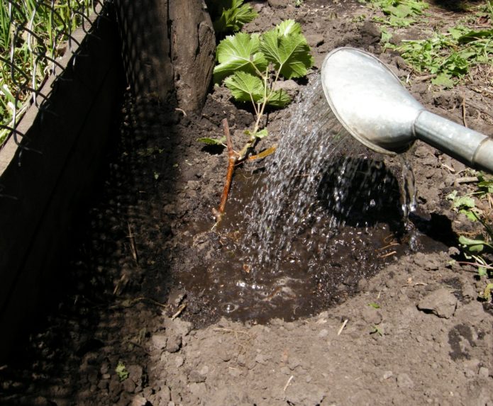 Watering the grapes